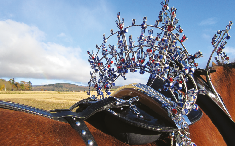 Clydesdale Horses Their Lifespan And How To Extend It - edk8wgk